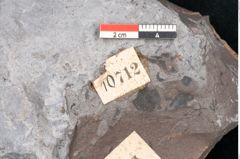 Foto (Detailansicht) von Neuropteris sp.  (NHMW-GEO-2024-0188-10712)